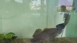 Marble goby fight part 2