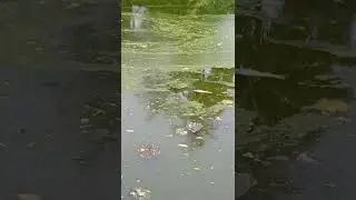 Dirty pond 😱  / need justice #short #sadsadstatus #viral #justice