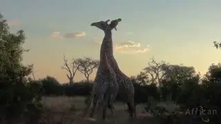 Giraffe 'Necking'