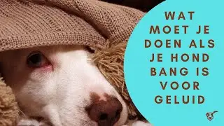 Wat moet je doen als je hond bang is voor geluid?