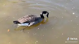 Canadian goose diving