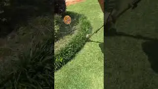 String Trimmer Lawn Edging With A Stihl fs130 #lawncare #shorts #grasscutting #yardcleanup #howto