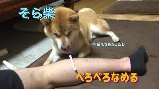兄ちゃんの足を舐めて満足そうな柴犬
