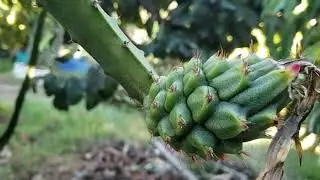 My history growing the Ecuador/Palora yellow dragon fruit variety