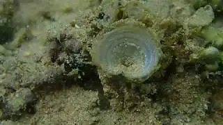 Possible Lophophore?