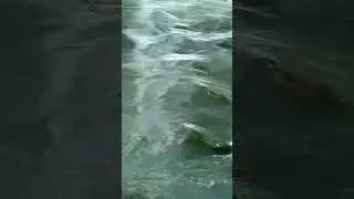 Running Water Guitar Relaxing Music-Nature Sounds #shorts #nature #watersounds #relax #guitarmusic
