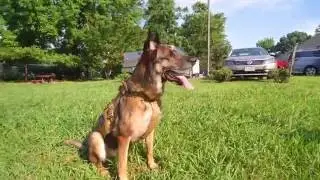 Velocity Systems/ Mayflower Research & Consulting  K9 Harness