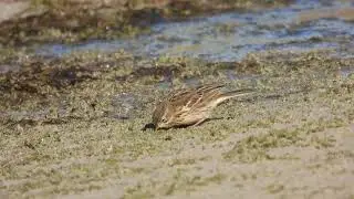 Meadow Pipit, Pispola (Anthus pratensis)
