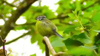 Blue Tit Bird Calls & Songs: Secrets of Cyanistes caeruleus Communication