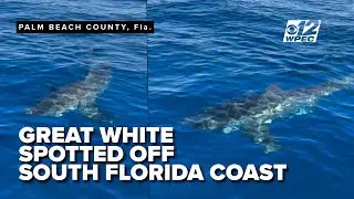Great white shark spotted off the coast of Palm Beach County