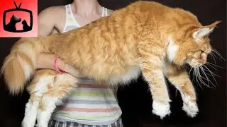 🐈 Mačke Divovi Veće Od Pasa &ndash; TOP 10 Najvećih Pasmina Mačaka Na Svijetu!