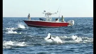 Bluefin Tuna Blitz off New Jersey Coast