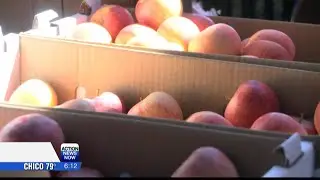 Paradise's Johnny Appleseed Days returns to boost local trade