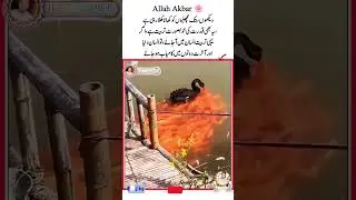 Look how beautiful Allah has made animals #shortvideo #islamicquotes #viralvideo