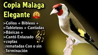 Copia Malaga español Limpia sin faltas sin errores y penalización /Goldfinch singing the best sounds