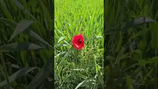 Ei sunt printre noi ..... sigur stii si tu pe cineva ,acum vei &icirc;nțelege mai bine