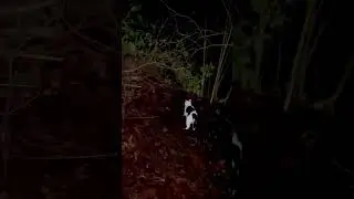 Diging Diging 236 seconds of Cat Diging😂😻#shorts