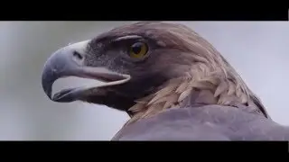 Cineminuto 4: FMCN &Aacute;GUILA REAL 