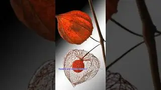 Exclusive First Look at interesting facts about lampion plant | Chinese lantern plant #ytshorts