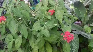 ഫ്രീ കട്ടിങ് കുറച്ചു ചെടികൾ വില്പനക്ക് 9207746484
