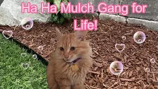 CATS EYE WITNESS NEWS - MULCH LIFE AND THE BIG FLOPPA