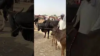 🔴 Bakra Mandi 2022 | Janwar Official | Eid 2022 | Beautiful Bakra , Beautiful Bull #Shorts #Eid2022