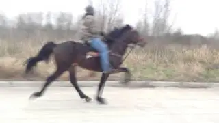 Sold - Ace - Standardbred Trotter Stallion (Rosharon, Tx)