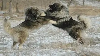 Caucasian Shepherd Dog vs Wolf (Documentary in HD!!!)