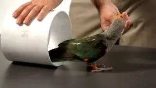 Teach a Parrot to Go through a Tube | Parrot Training