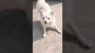 Cute Timmy 🐶#youtube #short #funny #dog #video