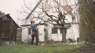 Adeus Escadote! Como podar Oliveiras altas? (Teste em Portugal)