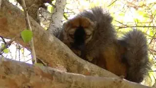 Red-Fronted Brown Lemur