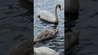 Nature #107 #shorts #nature #swan #youtubeshorts #bird #birds #youtubeshort