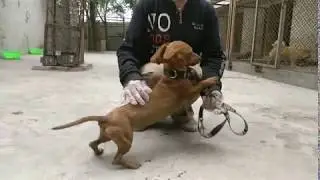 NO DOGS LEFT BEHIND: Hazel