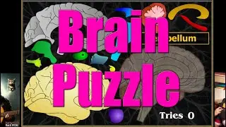 Human Brain Structure & Parts: Fun Biology Learning Game 🦠🧩🎓