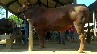 sapi Jumbo calon monster 1 ton up