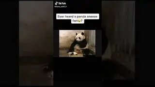 EVER HEARD A PANDA SNEEZE/FART?...Funny Tiktok