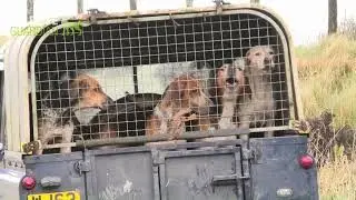 Devon and Somerset Staghounds terrorising wildlife