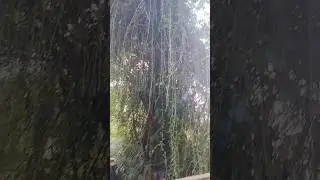 Beautiful awesome super Big tree covered by several parasite plants. please view description