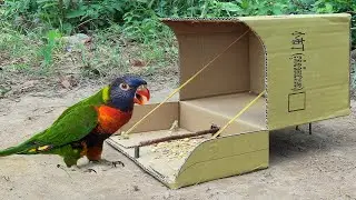 Very Quick Bird Trap - How To Make Parrot Trap Easy Using Cardboard Box & Woods