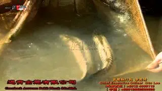 Crossback Arowana Farm Global