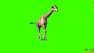 Giraffe Walking | Giraffe Walking Green Screen | Green Screen cartoon animal | @syedashahtv