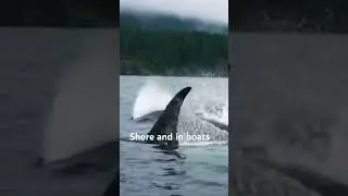 Salish Sea Orcas Hear Kinship & Identity - Animal Culture Lecture 4