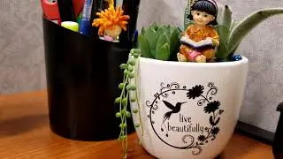 Mini Fairy Garden for My Work Desk