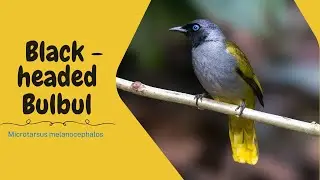 Black-headed Bulbul - Microtarsus melanocephalos #birds #trending #4k