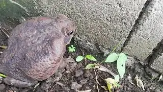 Animal Planet: American Frog / Bufonide is the True Toad Family