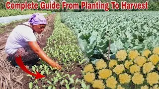 Cauliflower Farming Complete Guide From Seeds to Harvest