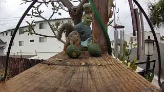 Squirrel games