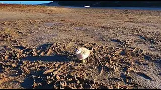 White-fronted Plover Nesting | Blissful Birding
