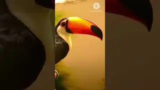 टूकेन पंक्षी #fact #ytshorts #amazing #amazingfacts #facts #shortvideo #video #shortsvideo toucan